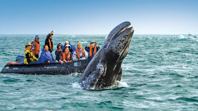 https://travelforless.us/wp-content/uploads/2023/08/Go-Whale-Watching-640x360.jpg