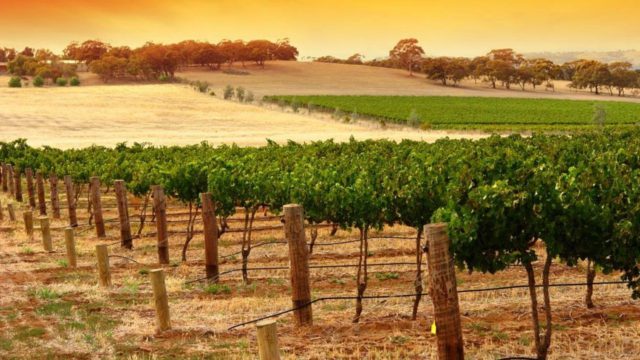 https://travelforless.us/wp-content/uploads/2023/08/Sample-the-world-renowned-wines-of-the-Barossa-Valley-640x360.jpg