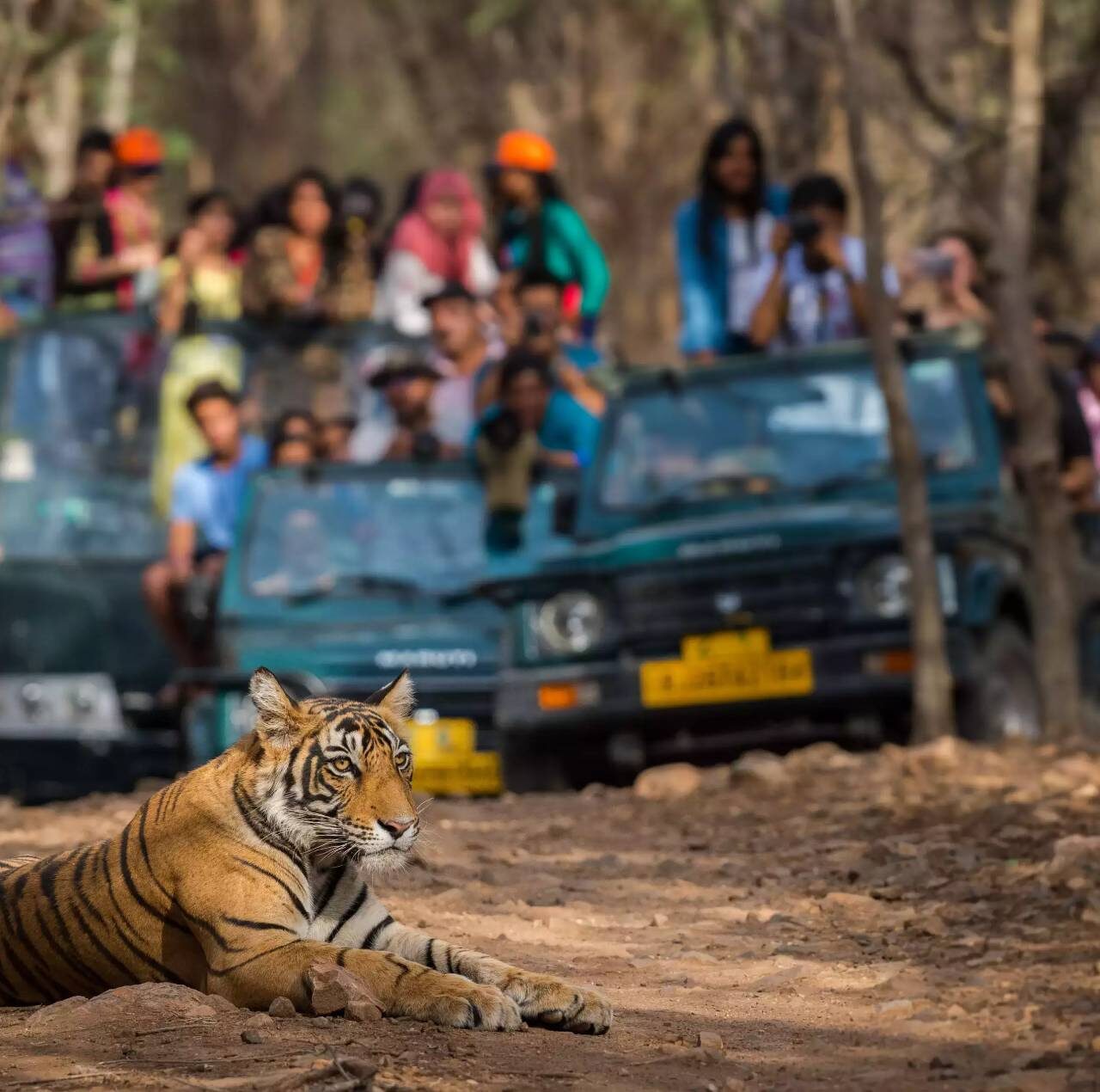 Wildlife Tours In India