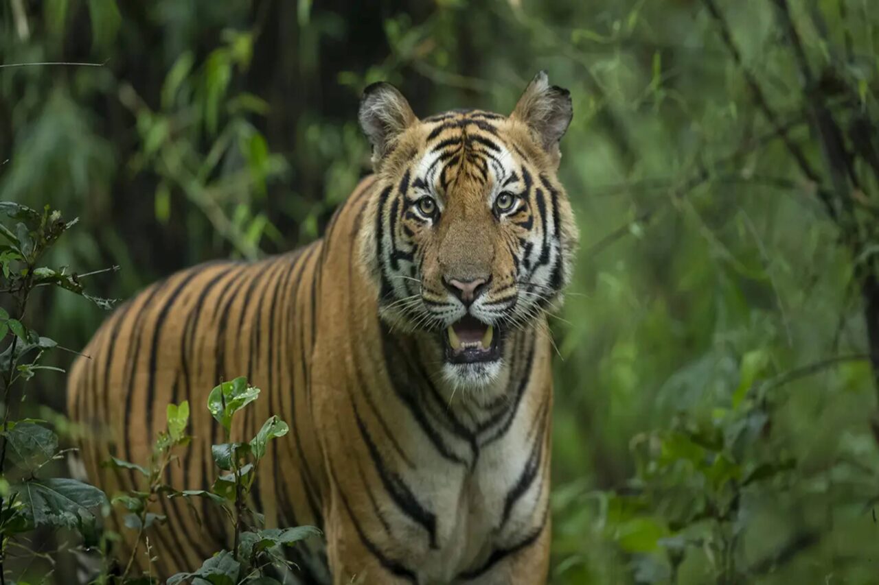 https://travelforless.us/wp-content/uploads/2024/10/Kanha-Bandhavgarh-1280x853.jpg